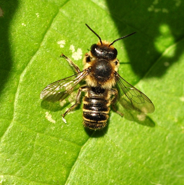 Maschio di Megachile sp.